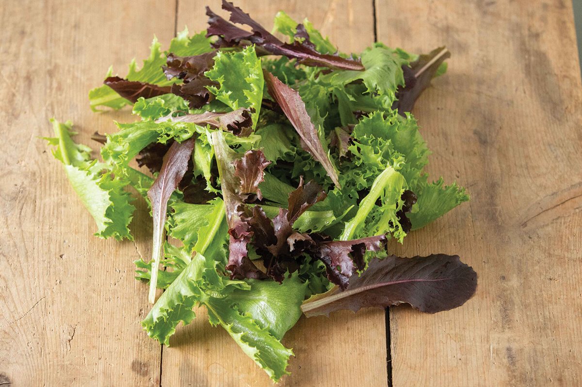 Starstruck Lettuce Mix – Vegetable Seed